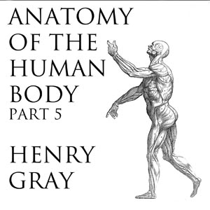 Anatomy of the Human Body, Part 5 (Gray's Anatomy) - Henry Gray Audiobooks - Free Audio Books | Knigi-Audio.com/en/
