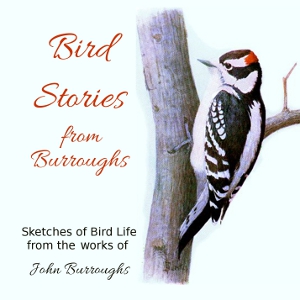 Bird Stories from Burroughs - John Burroughs Audiobooks - Free Audio Books | Knigi-Audio.com/en/
