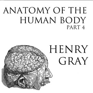 Anatomy of the Human Body, Part 4 (Gray's Anatomy) - Henry Gray Audiobooks - Free Audio Books | Knigi-Audio.com/en/