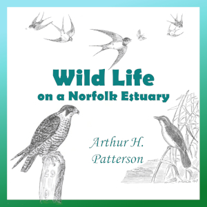 Wild Life on a Norfolk Estuary - Arthur Henry PATTERSON Audiobooks - Free Audio Books | Knigi-Audio.com/en/