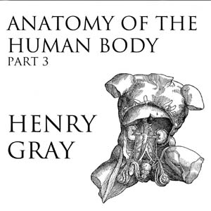 Anatomy of the Human Body, Part 3 (Gray's Anatomy) - Henry Gray Audiobooks - Free Audio Books | Knigi-Audio.com/en/