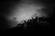 Пастырь добрый - Марианна Ли - Аудиокниги - слушать онлайн бесплатно без регистрации | Knigi-Audio.com