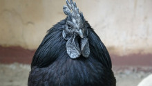 Чёрная курица - Оксана Нарейко - Аудиокниги - слушать онлайн бесплатно без регистрации | Knigi-Audio.com