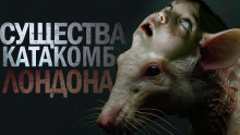 Крысиный король - Максим Кабир - Аудиокниги - слушать онлайн бесплатно без регистрации | Knigi-Audio.com